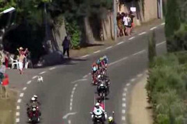 Clip: Chú chó cả gan thách thức rừng xe tốc độ