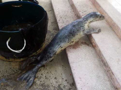 Hải cẩu 25 kg sa lưới ngư dân Đà Nẵng