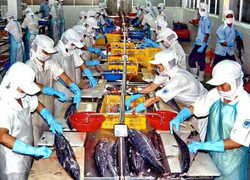 Bỏ hơn 1,4 tỷ đồng mua tin luồng cá