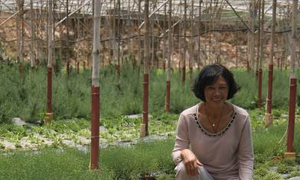 Bỏ địa ốc đi trồng rau sạch kiếm 1 tỷ đồng/năm