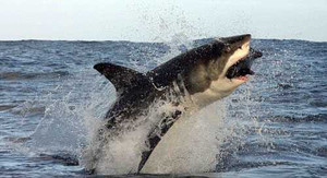 Clip: Cá mập trắng quẫy mình tấn công hải cẩu