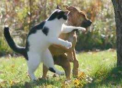 Clip: Mèo bạo gan, tát tới tấp vào mặt chó