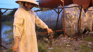 Ảnh: Mưa lớn, cá trê tràn lên xa lộ Hà Nội