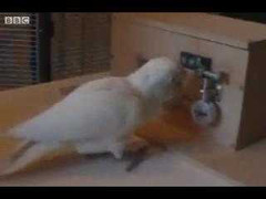 Xem tuyệt chiêu mở khoá thần kỳ của vẹt