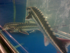 Cá tầm ở Metro có xuất xứ trong nước