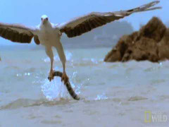 Clip: Rắn biển quằn quại dưới móng vuốt đại bàng