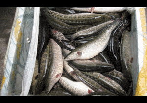 Tin hot 11/7: Cá tầm, cá quả nhiễm hoá chất, kháng sinh