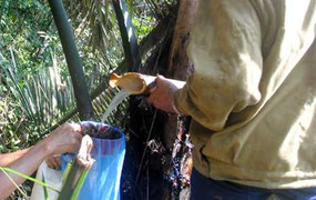 Săn lùng rượu đoác giúp đàn ông “nhất dạ ngũ giao”