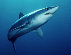 Video: Cận cảnh cá mập Mako săn mồi