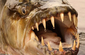 Tận thấy 'thuỷ quái' khổng lồ quẫy đạp dưới nước