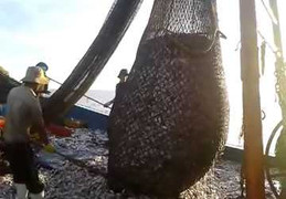 Hàng ngàn tàu giã cào tận diệt hải sản ven bờ