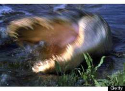 Đi bơi bị cá sấu đớp đầu