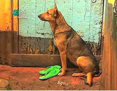 Cảm động chó chăm sóc 2 bé bị mẹ bỏ rơi