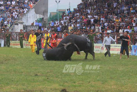 Ảnh: Xem các 'ông trâu' tung đòn cáng hầu, hổ lao