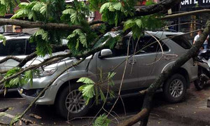 Cây xanh đè bẹp xe hơi bạc tỷ giữa thủ đô