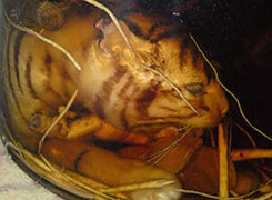 Cận cảnh xẻ thịt hổ con ngâm rượu bào thai