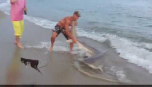 Video: Người và cá mập hỗn chiến trên bờ biển