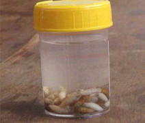 50 con dòi lúc nhúc ăn đứt tai bé gái