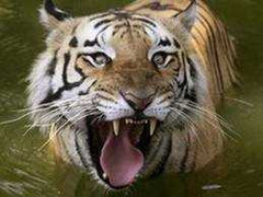 Chuyện ở xứ sở của thần hổ