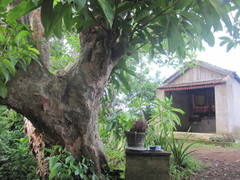 Bí ẩn miếu thờ thần hổ bên bờ suối Vó Ấm