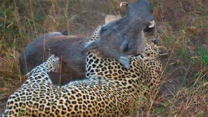 Clip: Báo đốm quật chết lợn rừng hung tợn