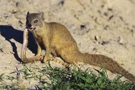 Clip: Chồn hợp sức đương đầu với rắn đuôi chuông