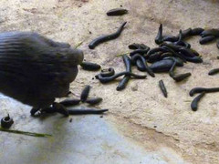 Gom đỉa lúc nhúc, thương lái TQ ý đồ gì?