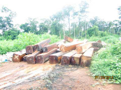 Phát lộ 'kho' gỗ lậu khủng vô chủ giữa rừng