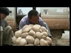 Sờ tận tay nấm khổng lồ nặng 15kg