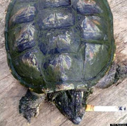 Clip: Rùa nghiện thuốc lá, hút 10 điếu mỗi ngày