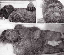 Thực hư clip ghi lại cảnh 'người rừng' lang thang