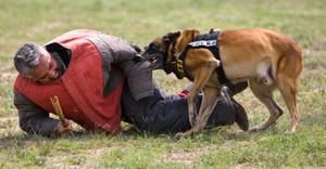 Xem 'đặc nhiệm 4 chân' Hong Kong bắt trùm ma tuý