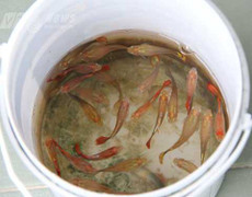 Nổ súng bắt ổ cá độ: Dùng cá để đánh bạc