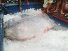 Bắt được cá Mặt trăng quý hiếm, nặng gần nửa tấn