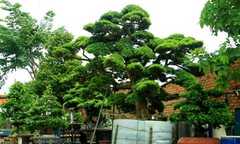 4 cây tùng giá 12 tỷ của đại gia Sài Gòn