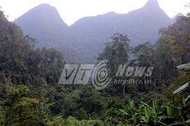 Kinh ngạc khu rừng kỳ lạ như phim Avatar ở Việt Nam