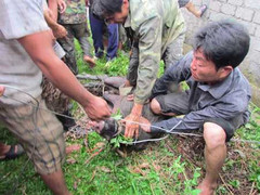 Lợn rừng vào nhà, điên cuồng tấn công dân