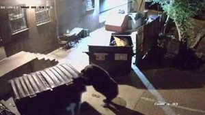 Clip: Gấu đói trộm xe thức ăn của nhà hàng