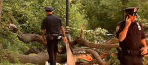 Đổ cây trong công viên, thai phụ chết thảm