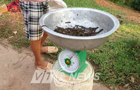 Đỉa nhung nhúc nơi thu mua lớn nhất nhì miền Bắc