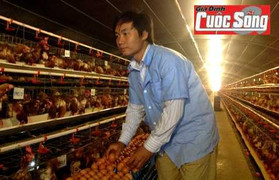 Kỳ lạ chuyện gà đẻ sòn sòn khi nghe nhạc giao hưởng