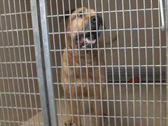 Chó nuôi tấn công, con chết mẹ nhập viện