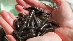 Clip: Theo chân người dân đổ xô đi bắt đỉa