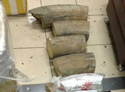 Hơn 50kg ngà voi đi máy bay từ Nga về Hà Nội