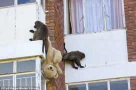 Clip: Xem khỉ đầu chó phá nát căn nhà