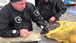 Rùng mình xem cảnh 'thuỷ quái' nuốt tay người