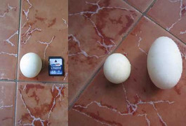 Ảnh: Kỳ lạ trứng gà, trứng vịt to bằng trứng cút