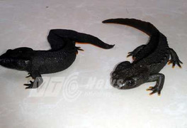 Phát hiện cá cóc sần kỳ dị ở Phú Thọ