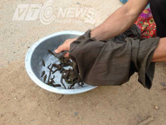 Dân săn đỉa lúc nhúc: Thầy thuốc, chính quyền nói gì ?