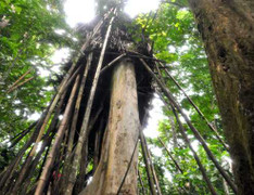 Clip: Trong căn chòi vắt vẻo của 'người rừng' có gì?